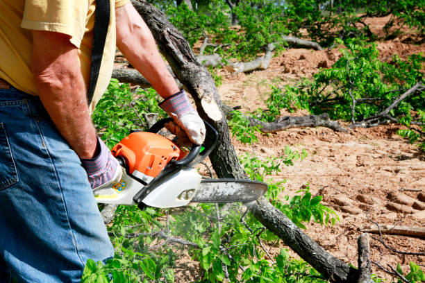 Best Lawn Renovation and Restoration  in Great Neck Plaza, NY